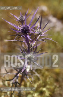 Vegetazione del Parco Nazionale dAbruzzo / Vegetation of Abruzzo National Park - ©Marcello Mencarini/Rosebud2