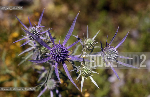 Vegetazione del Parco Nazionale dAbruzzo / Vegetation of Abruzzo National Park - ©Marcello Mencarini/Rosebud2