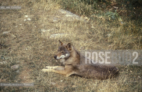 Lupo dellAppennino (canis lupus italicus) nel Parco Nazionale dAbruzzo / Apennine wolf (canis lupus italicus) in Abruzzo National Park - ©Marcello Mencarini/Rosebud2