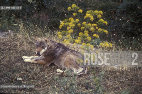 Lupo dellAppennino (canis lupus italicus) nel Parco Nazionale dAbruzzo / Apennine wolf (canis lupus italicus) in Abruzzo National Park - ©Marcello Mencarini/Rosebud2