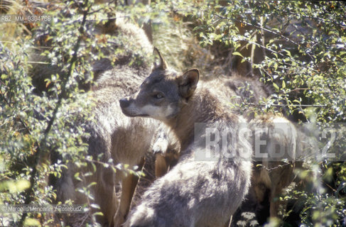 Lupo dellAppennino (canis lupus italicus) nel Parco Nazionale dAbruzzo / Apennine wolf (canis lupus italicus) in Abruzzo National Park - ©Marcello Mencarini/Rosebud2