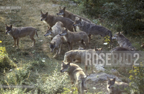 Lupo dellAppennino (canis lupus italicus) nel Parco Nazionale dAbruzzo / Apennine wolf (canis lupus italicus) in Abruzzo National Park - ©Marcello Mencarini/Rosebud2