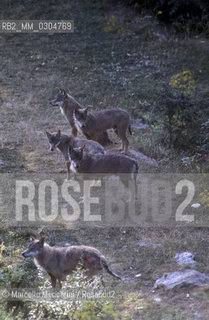 Lupo dellAppennino (canis lupus italicus) nel Parco Nazionale dAbruzzo / Apennine wolf (canis lupus italicus) in Abruzzo National Park - ©Marcello Mencarini/Rosebud2