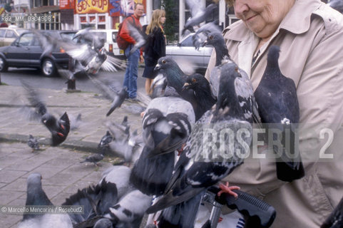 AMSTERDAM, pigeons / AMSTERDAM, piccioni - ©Marcello Mencarini/Rosebud2