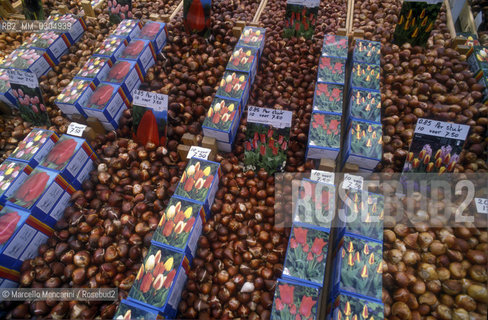 AMSTERDAM, tulip bulbs / AMSTERDAM, bulbi di tulipani - ©Marcello Mencarini/Rosebud2