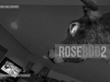 France, Provence, December 2012. Stuffed head of a bull in a bar in Arles / Francia, Provenza, dicembre 2012. Testa imbalsamata di un toro in un bar di Arles - ©Marcello Mencarini/Rosebud2