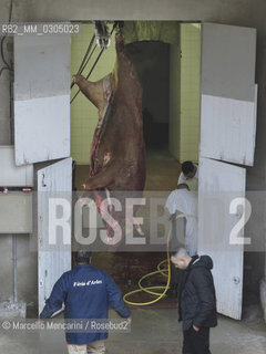 Arles, Provence, Easter Feria 2013. A bull killed in the bullfight hanging in the arenas butchery for meat processing / Arles, Provenza, Feria di Pasqua 2013. Un toro ucciso nella corrida nella macelleria appeso nella macelleria allinterno delle arene per la lavorazione della carne - ©Marcello Mencarini/Rosebud2
