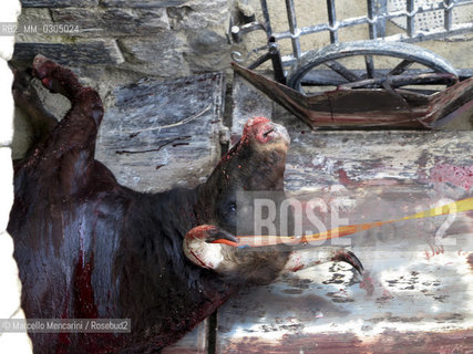 Arles, Provence, Easter Feria 2013. A bull killed in the bullfight is transported into the arenas butchery for meat processing / Arles, Provenza, Feria di Pasqua 2013. Il toro ucciso nella corrida viene portato nella macelleria allinterno delle arene per la lavorazione della carne - ©Marcello Mencarini/Rosebud2