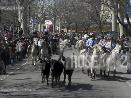 Arles, Provence, Easter Feria 2013. Bandido: demonstration on the road of bulls returning to the barn accompanied by guardians on horseback / Arles, Provenza, Feria di Pasqua 2013. Bandido: dimostrazione in strada di tori che tornano alla stalla accompagnati da guardiani a cavallo - ©Marcello Mencarini/Rosebud2