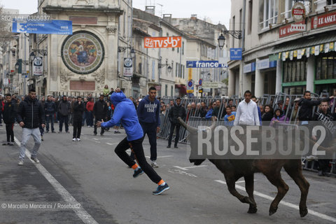 Arles, Provence, Easter Feria 2013. Encierro: young bulls are left running in the streets / Arles, Provenza, Feria di Pasqua 2013. Encierro: giovani tori vengono lasciati correre nelle vie - ©Marcello Mencarini/Rosebud2