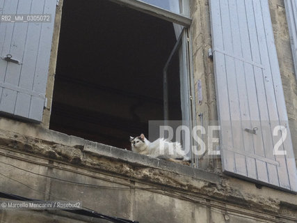 Arles, France. Cat on a window sill / Arles, Francia. Gatto sul davanzale di una finestra - ©Marcello Mencarini/Rosebud2