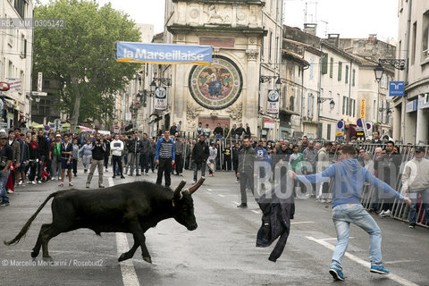 Arles, Provence, Easter Feria 2014. Encierro: young bulls are left running in the streets / Arles, Provenza, Feria di Pasqua 2014. Encierro: giovani tori vengono lasciati correre nelle vie - ©Marcello Mencarini/Rosebud2