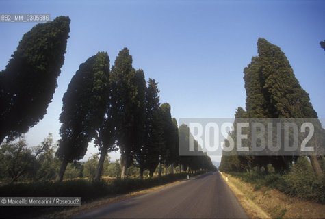 BOLGHERI, Tuscany, Row of cypress trees / BOLGHERI, Toscana, filare di cipressi - ©Marcello Mencarini/Rosebud2