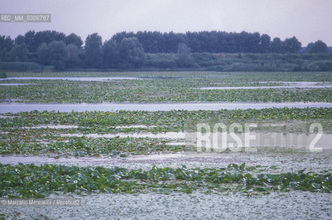 MANTUA. Waterlilies in the Mincio river / MANTOVA. Ninfeee sul fiume Mincio - ©Marcello Mencarini/Rosebud2