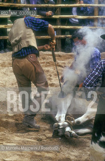 Butteri (Maremma cowboys) branding a cow  / Butteri maremmani che marchiano una mucca - ©Marcello Mencarini/Rosebud2