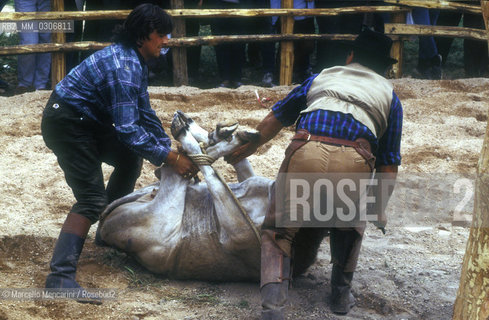 Butteri (Maremma cowboys) branding a cow  / Butteri maremmani che marchiano una mucca - ©Marcello Mencarini/Rosebud2