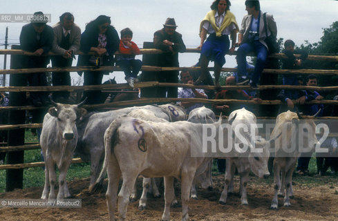 Butteri (Maremma cowboys)  / Butteri maremmani - ©Marcello Mencarini/Rosebud2