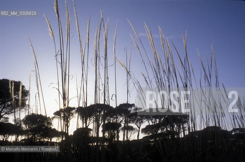 Tuscany, Italy. Natural Park of Maremma / Toscana. Parco naturale della Maremma - ©Marcello Mencarini/Rosebud2