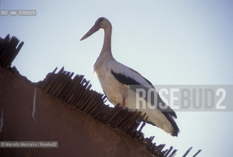 MOROCCO, Hait ben Haddou. Stork / MAROCCO, Hait ben Haddou. Cicogna - ©Marcello Mencarini/Rosebud2