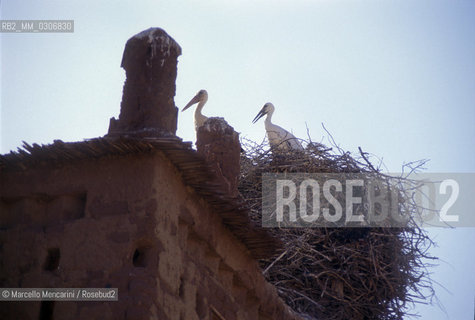 MOROCCO, Hait ben Haddou. Stork Temple / MAROCCO, Hait ben Haddou. Tempio delle cicogne - ©Marcello Mencarini/Rosebud2