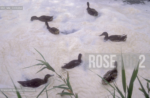 Torre del Lago (Lucca), 1989. Pollution in the Massaciuccoli Lake. In 1921, composer Giacomo Puccini left his villa at Torre del Lago on the shores of the lake and moved to Viareggio because of the pollution that was already in this lake / Torre del Lago (Lucca), 1989. Inquinamento nel lago di Massaciuccoli. Nel 1921 il compositore Giacomo Puccini abbandonò la sua villa di Torre del Lago  e si trasferì a Viareggio a causa dellinquinamento che già allora era nel lago - ©Marcello Mencarini/Rosebud2