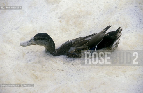 Torre del Lago (Lucca), 1989. Pollution in the Massaciuccoli Lake. In 1921, composer Giacomo Puccini left his villa at Torre del Lago on the shores of the lake and moved to Viareggio because of the pollution that was already in this lake / Torre del Lago (Lucca), 1989. Inquinamento nel lago di Massaciuccoli. Nel 1921 il compositore Giacomo Puccini abbandonò la sua villa di Torre del Lago  e si trasferì a Viareggio a causa dellinquinamento che già allora era nel lago - ©Marcello Mencarini/Rosebud2