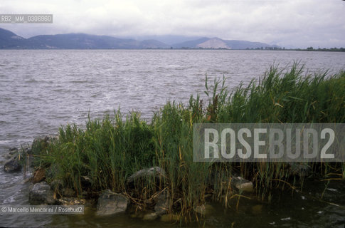 Torre del Lago (Lucca), 1989. Natural Park of the Massaciuccoli Lake / Torre del Lago (Lucca), 1989. Parco naturale del lago di Massaciuccoli - ©Marcello Mencarini/Rosebud2