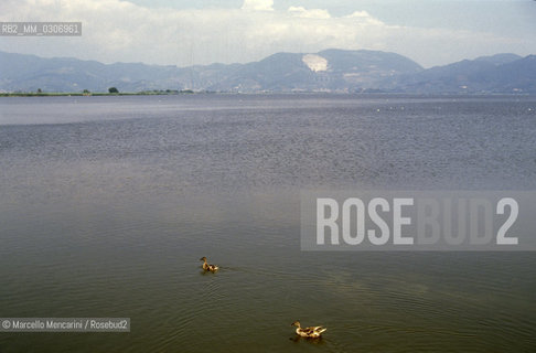 Torre del Lago (Lucca), 1989. Natural Park of the Massaciuccoli Lake / Torre del Lago (Lucca), 1989. Parco naturale del lago di Massaciuccoli - ©Marcello Mencarini/Rosebud2