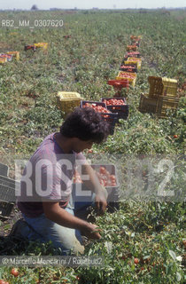 NAPLES, tomato picking / NAPOLI, raccolta dei pomodori ©Marcello Mencarini/Rosebud2
