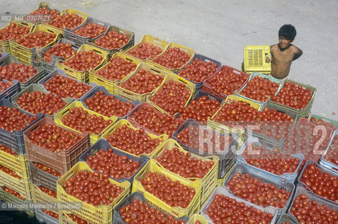 NAPLES, tomato picking / NAPOLI, raccolta dei pomodori - ©Marcello Mencarini/Rosebud2