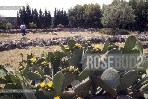 Giardini Naxos, Sicily (Italy). Prickly pears / Giardini Naxos (Messina). Fichi dIndia - ©Marcello Mencarini/Rosebud2