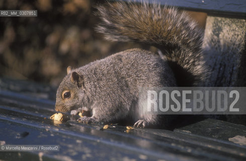 New York (1989). Squirrel in Central Park / Scoiattolo a Central Park - ©Marcello Mencarini/Rosebud2