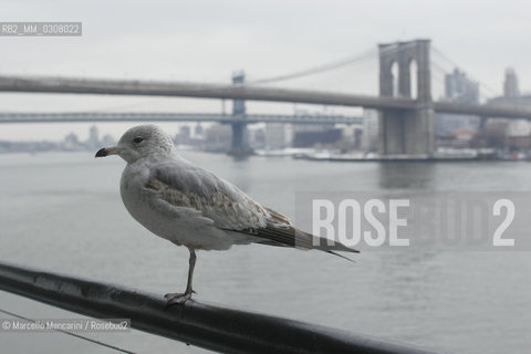 New York, February 2008. The Brooklyn Bridge (also known as the East River Bridge) seen from Seaport / Il ponte di Brooklin (o East River Bridge) visto da Seaport - ©Marcello Mencarini/Rosebud2
