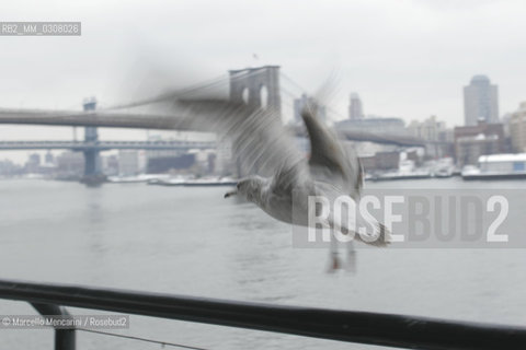 New York, February 2008. The Brooklyn Bridge (also known as the East River Bridge) seen from Seaport / Il ponte di Brooklin (o East River Bridge) visto da Seaport - ©Marcello Mencarini/Rosebud2