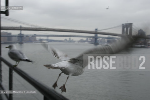 New York, February 2008. The Brooklyn Bridge (also known as the East River Bridge) seen from Seaport / Il ponte di Brooklin (o East River Bridge) visto da Seaport - ©Marcello Mencarini/Rosebud2