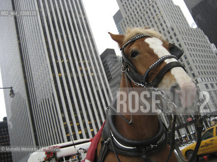New York City, 2008. Horse in Midtown, Manhattan / New York, 2008. Cavallo a Midtown, Manhattan - ©Marcello Mencarini/Rosebud2