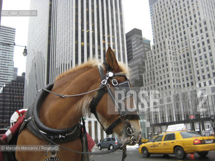 New York City, 2008. Horse in Midtown, Manhattan / New York, 2008. Cavallo a Midtown, Manhattan - ©Marcello Mencarini/Rosebud2