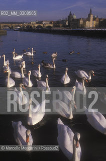 PRAGUE, Swans in the Moldava river / PRAGA, cigni nel fiume Moldava - ©Marcello Mencarini/Rosebud2
