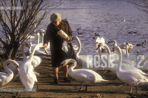 PRAGUE, Swans in the Moldava river / PRAGA, cigni nel fiume Moldava - ©Marcello Mencarini/Rosebud2