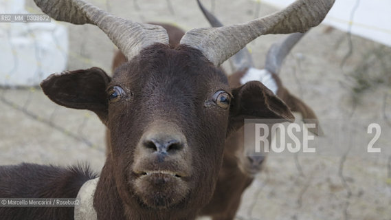 Goats from the Rove area shown in an exhibition of typical animals from the Provence region in the Arena in Saintes Maries de la mer, France / Capre della zona di Rove in una mostra di animali tipici della Provenza nellArena di Saintes Maries de la mer - ©Marcello Mencarini/Rosebud2
