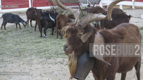 Goats from the Rove area shown in an exhibition of typical animals from the Provence region in the Arena in Saintes Maries de la mer, France / Capre della zona di Rove in una mostra di animali tipici della Provenza nellArena di Saintes Maries de la mer - ©Marcello Mencarini/Rosebud2