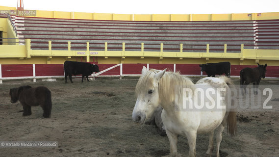 A horse shown in an exhibition of typical animals from the Provence region in the Arena in Saintes Maries de la mer, France / Cavallo in una mostra di animali tipici della Provenza nellArena di Saintes Maries de la mer - ©Marcello Mencarini/Rosebud2