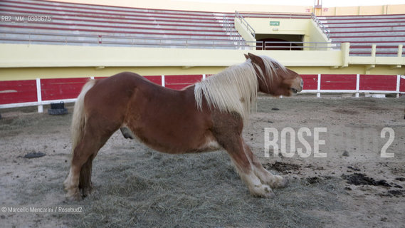 A horse shown in an exhibition of typical animals from the Provence region in the Arena in Saintes Maries de la mer, France / Cavallo in una mostra di animali tipici della Provenza nellArena di Saintes Maries de la mer - ©Marcello Mencarini/Rosebud2
