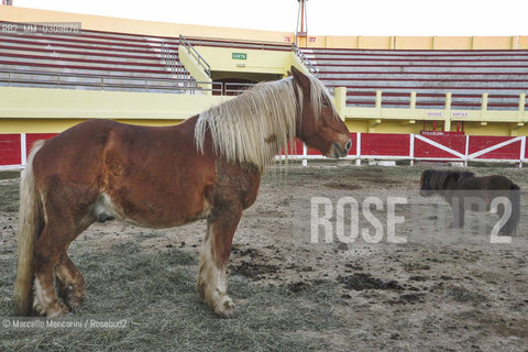 A horse shown in an exhibition of typical animals from the Provence region in the Arena in Saintes Maries de la mer, France / Cavallo in una mostra di animali tipici della Provenza nellArena di Saintes Maries de la mer - ©Marcello Mencarini/Rosebud2
