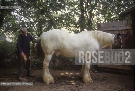 SARK ISLAND. Horse/ ISOLA DI SARK. Cavallo - ©Marcello Mencarini/Rosebud2