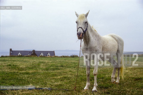 SARK ISLAND. Horse/ ISOLA DI SARK. Cavallo - ©Marcello Mencarini/Rosebud2