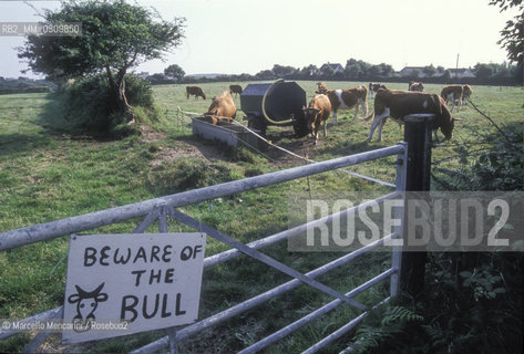 SARK ISLAND, cow breeding / ISOLA DI SARK, allevamento di bovini - ©Marcello Mencarini/Rosebud2