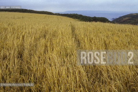 SARK ISLAND, corn growing / ISOLA DI SARK, coltivazioni di grano - ©Marcello Mencarini/Rosebud2