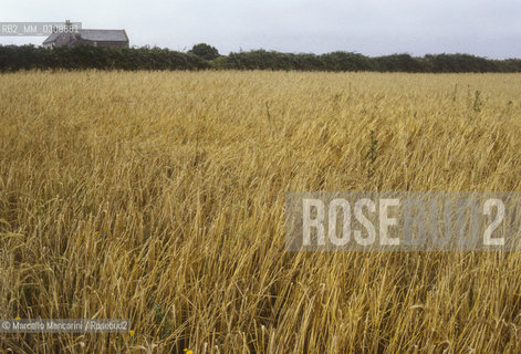 SARK ISLAND, corn growing / ISOLA DI SARK, coltivazioni di grano - ©Marcello Mencarini/Rosebud2