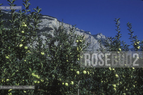 Apple cultivation in Trentino (Italy) / Coltivazione delle mele in Trentino - ©Marcello Mencarini/Rosebud2